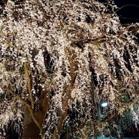 雨がやんだら野依八幡社の夜桜を見に行こう！