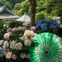 京都のあじさい寺 楊谷寺へ