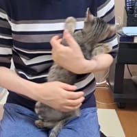 仔猫さん達