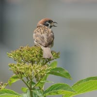 花壇で出会った虫さんたち！（3）《 簡単には撮らせてくれないのだ 》