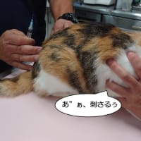 ワクチンぶすりっ！