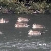06/21探鳥記録写真：２０２５年１月に出会った鳥たち②