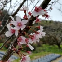この時期里山を巡ると