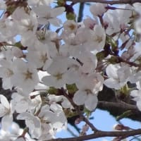 御堂ＳＳの桜、今年も綺麗に咲きました！