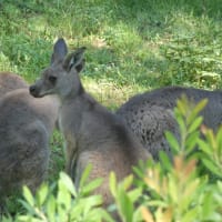 動物園
