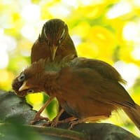 お山の幼鳥＆オオムラサキ　2025