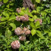 今年は早かったあじさいの花の最後