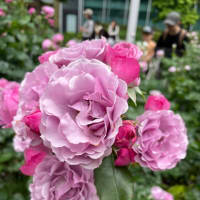 バラ 薔薇
