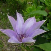 水戸で見た花弁のない花(2)