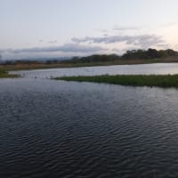 多々良沼釣行