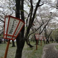 臼杵城址公園の桜３