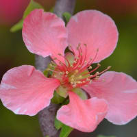 鉢植えのボケ（６）「祝桜」