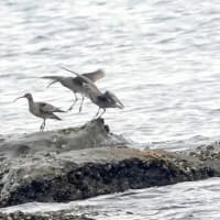 06/28探鳥記録写真：２０２５年4月に出会った鳥たち②