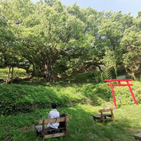 樹齢1200年　志々島の大楠