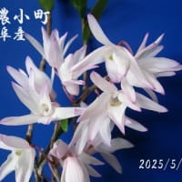 　石斛　せっこく　セッコク　菊　令和７年5月２５日