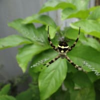 チュウガタコガネグモ