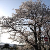 ２０２２　桜