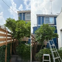【柚の木 剪定】大きくなりすぎお隣の敷地にはみ出した柚の木をスッキリ剪定