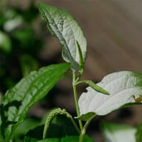 16日、京都府立植物園からの真夏日便り＆癌治療