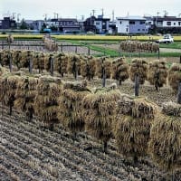 野の道を行くと稲刈りでした