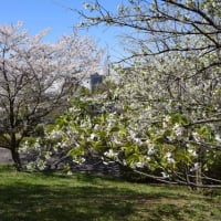四季折々1080　　鑓水小山緑地の桜