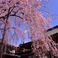 高尾駅近辺の桜　　　2020-03-25