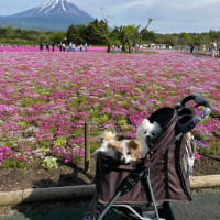 富士芝桜まつり