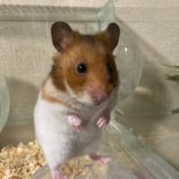 5月３１日　ヴェラック看板犬ナナの夢☆ありがとうございました🙇