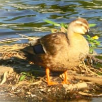 池を覗いて涼もう