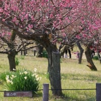 大阪城 梅林　水仙（２０２５年２月２７日）