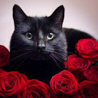 2025 綾部　春のバラまつり　赤い薔薇と黒猫