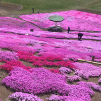 太陽の丘（遠軽）の芝桜