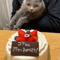 コラちゃん、17歳のお誕生日おめでとう