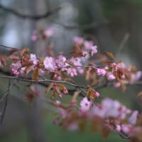 桜は満開に