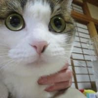 キツネがまだいた
