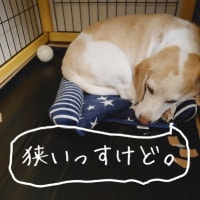毎日自由ばあちゃん。