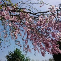 家の枝垂桜が満開です！