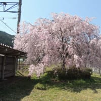 そろそろ　各学校の卒業式終わり　桜の咲く入学式を待つだけですね！