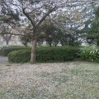 桜吹雪の翌日の朝霧
