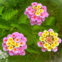 7月上旬の花写ン歩
