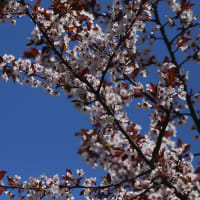 北海道の遅い春の桜12-1