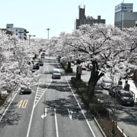 駅から散歩･日立駅「海の見える日立駅＆平和通り桜」