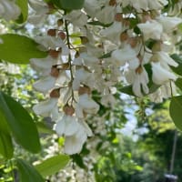 ニセアカシヤの花