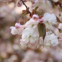 ４月も終わりです