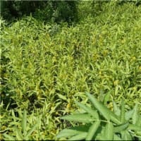 湿地に咲く花を。