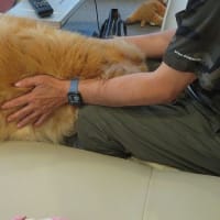 疲れてもKAIの散歩を頑張るパパ