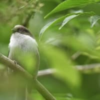 5月の探鳥会in善福寺公園