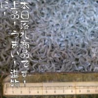 速報、四国,高知の海産物、干物の島田海産食品、本日の落札