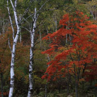 志賀高原　紅葉