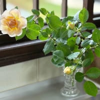 花と緑のある６月　　〜花姿いろいろ〜